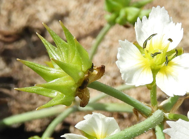 Karlyn H. Lewis (https://www.inaturalist.org/observations/111546655)